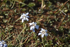 Perezia recurvata