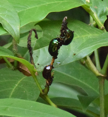 Lagochile emarginata