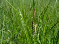 Carex nigra