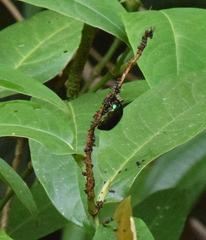 Lagochile emarginata