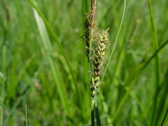Carex nigra