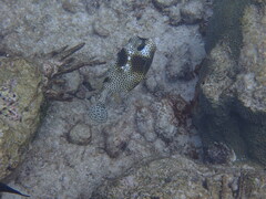 Lactophrys bicaudalis