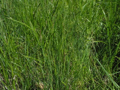 Carex nigra