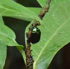 Lagochile emarginata