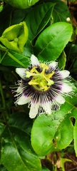 Passiflora edulis flavicarpa