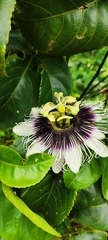 Passiflora edulis flavicarpa