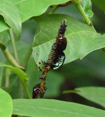 Lagochile emarginata