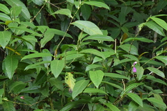 Lagochile emarginata