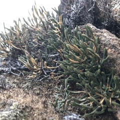 Selaginella sanguinolenta
