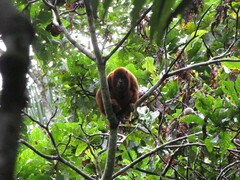Alouatta sara