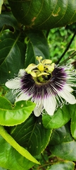 Passiflora edulis flavicarpa