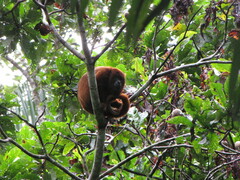 Alouatta sara