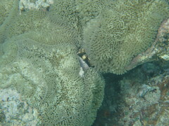 Stichodactyla helianthus