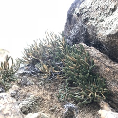 Selaginella sanguinolenta