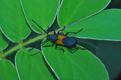 Chrysoprasis basalis