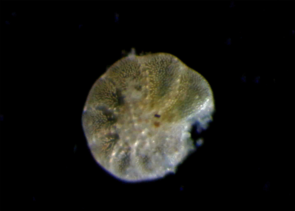 Elphidium magellanicum