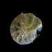 Elphidium magellanicum - Photo (c) kristobal22, some rights reserved (CC BY-NC), uploaded by kristobal22