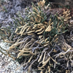 Selaginella sanguinolenta
