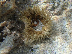 Isoaulactinia stelloides