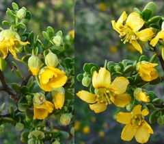 Roepera lichtensteiniana