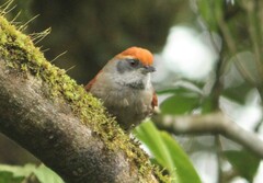 Synallaxis ruficapilla