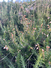 Erica cinerea