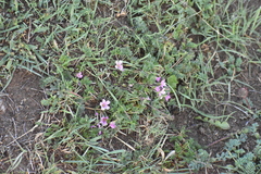 Geranium sessiliflorum
