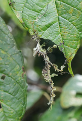 Trychopeplus laciniatus