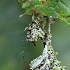 Trychopeplus laciniatus