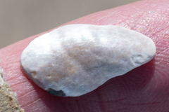 Crepipatella lingulata