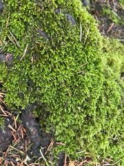 Homalothecium fulgescens