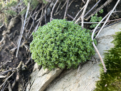 Sedum anglicum