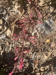 Monardella macrantha