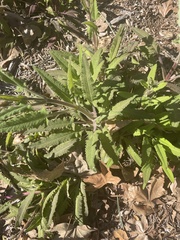 Monardella macrantha