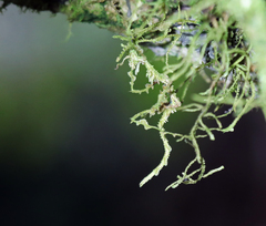 Trychopeplus laciniatus