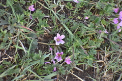 Geranium sessiliflorum