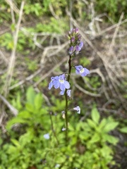Lobelia homophylla