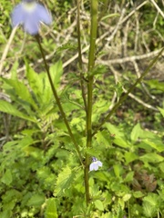 Lobelia homophylla