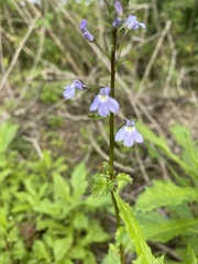 Lobelia homophylla