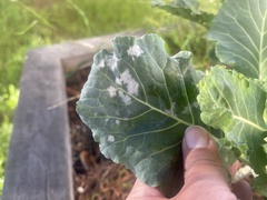 Erysiphe cruciferarum