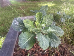 Erysiphe cruciferarum