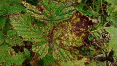 Phragmidium violaceum