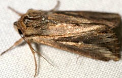 Persectania dyscrita