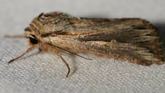 Persectania dyscrita