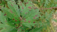 Phragmidium violaceum