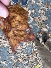 Ectoedemia platanella group