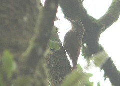 Xiphorhynchus fuscus