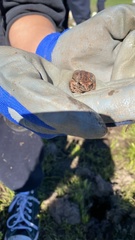 Pseudacris hypochondriaca