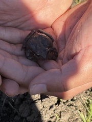 Pseudacris hypochondriaca