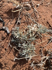 Senecio flaccidus